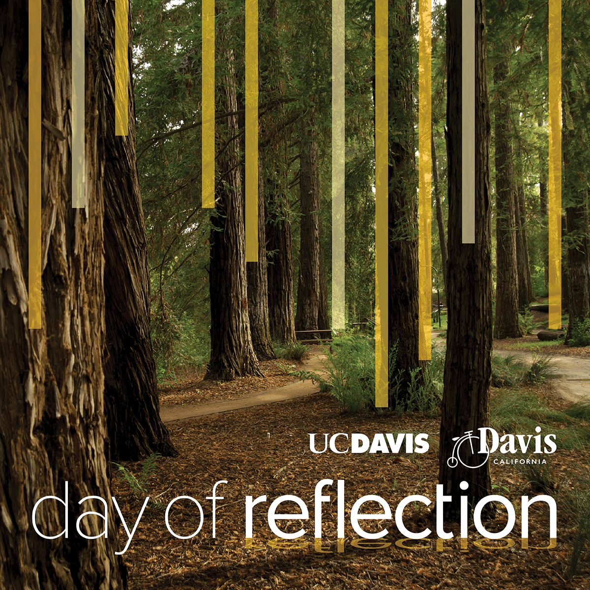 ay of Reflection wordmark - logos from UC Davis and City of Davis - Redwood grove with decorative gold ribbon detail