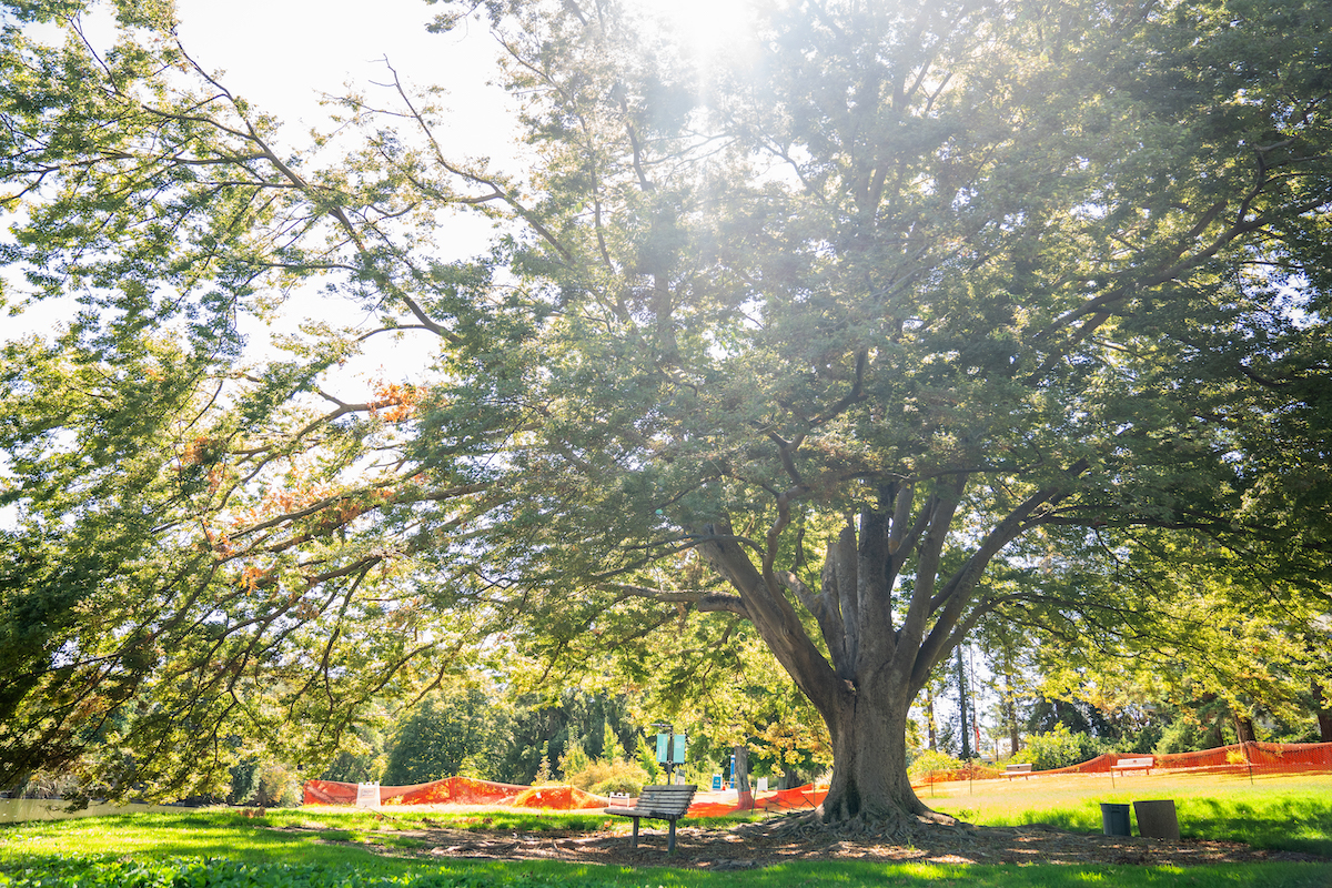 A large tree with an expansive canopy, next to a bench.