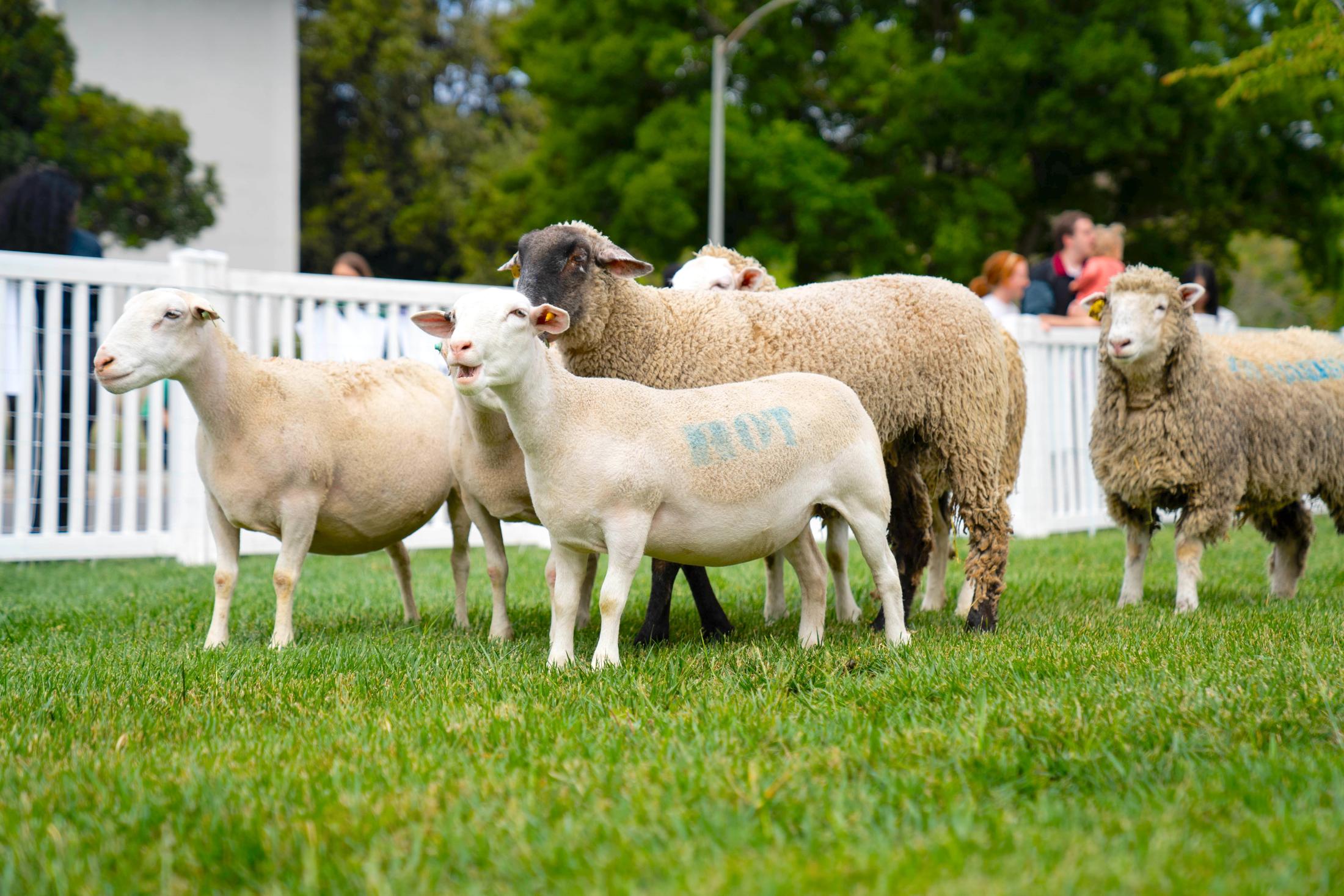 Several sheep stand in the grass, the nearest has the word "HOT" stenciled on it