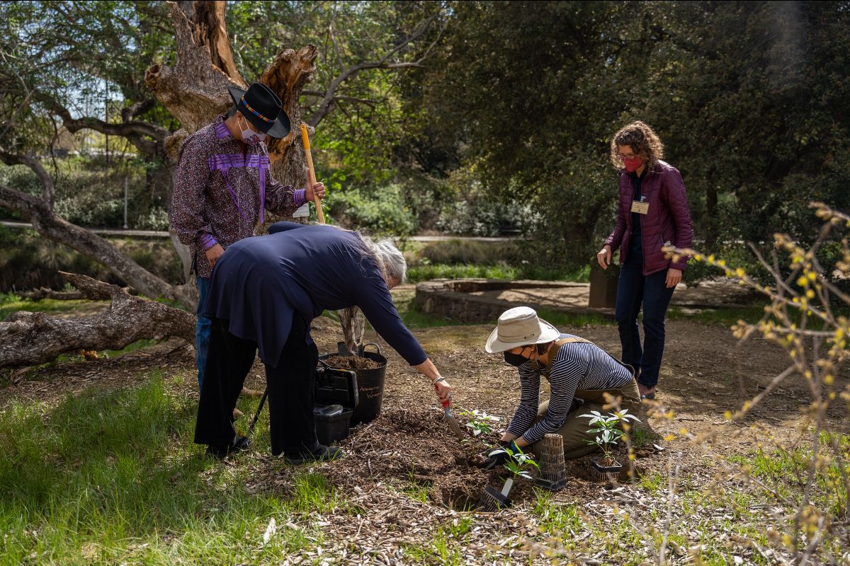 Arboretum staff and members of the Committee to Honor the Patwin and Native Americans plant a buckeye sapling
