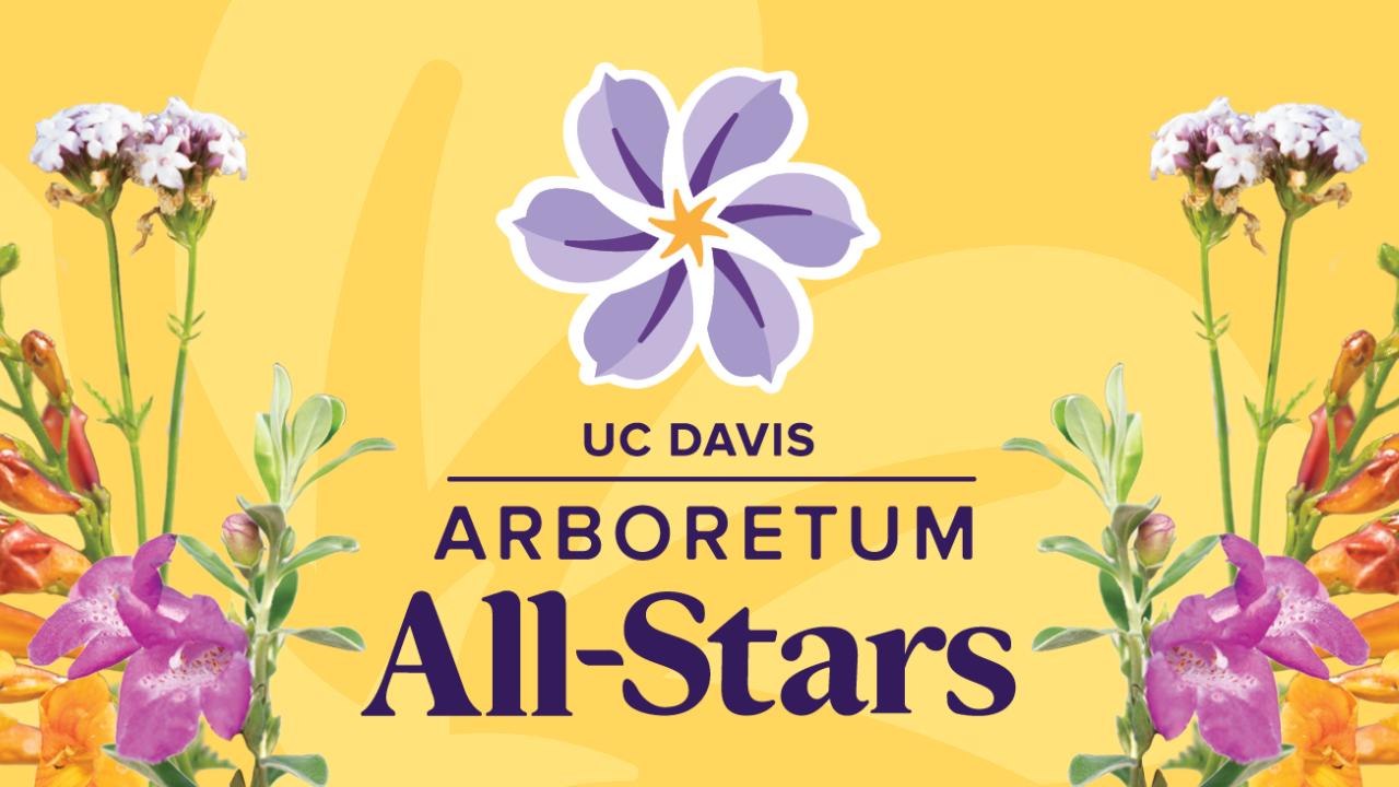 Graphic with a yellow background, cutout photos of colorful flowers and text that reads "UC Davis Arboretum All-Stars"