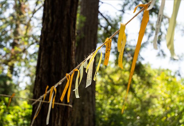 Yellow ribbons with hand-written messages tied on a string between redwood trees