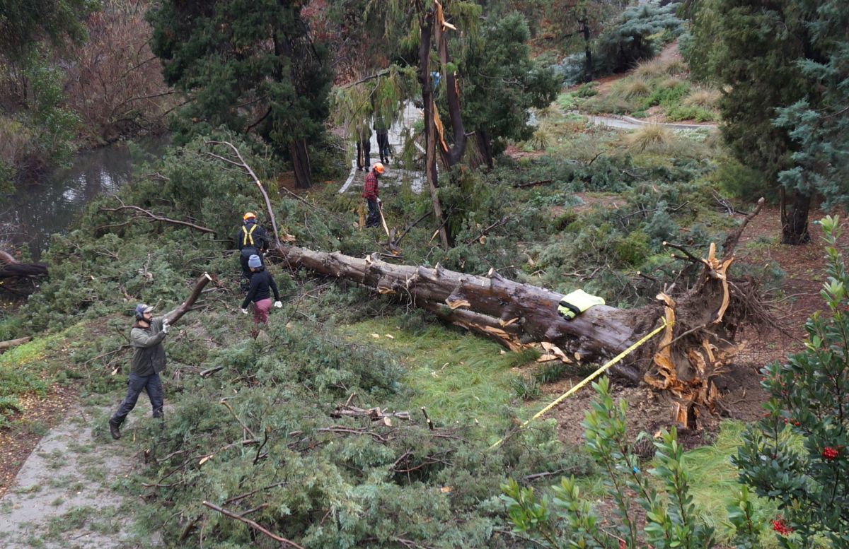 Arborists work to remove a downed tree near the Arboretum waterway