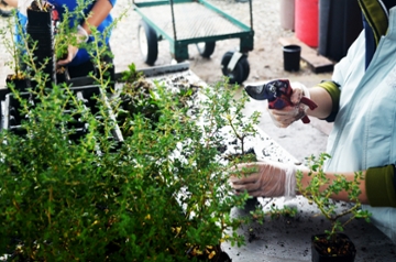 Student trimming plants.