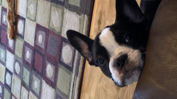 Black and white French Bulldog with face resting on a couch.