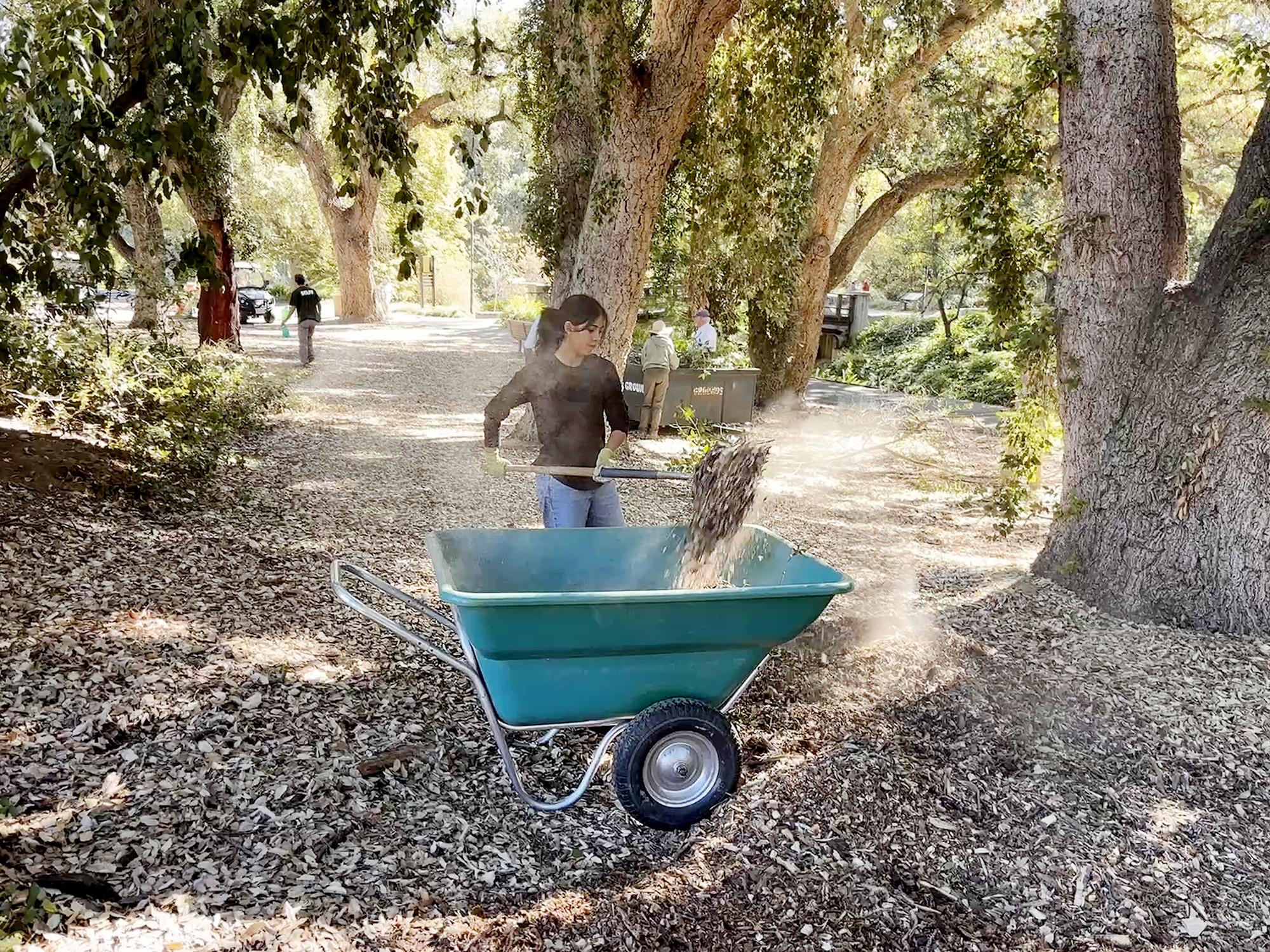Student raking leaves into green wheelbarrow on a shaded oak-lined path.