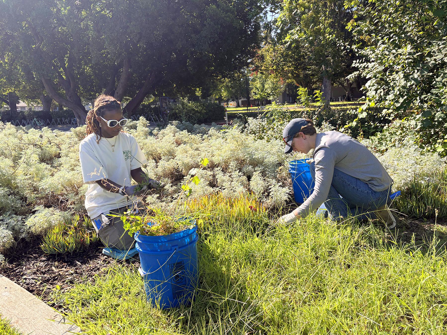 Two students kneeling and pulling weeds in a sunny patch of grass.