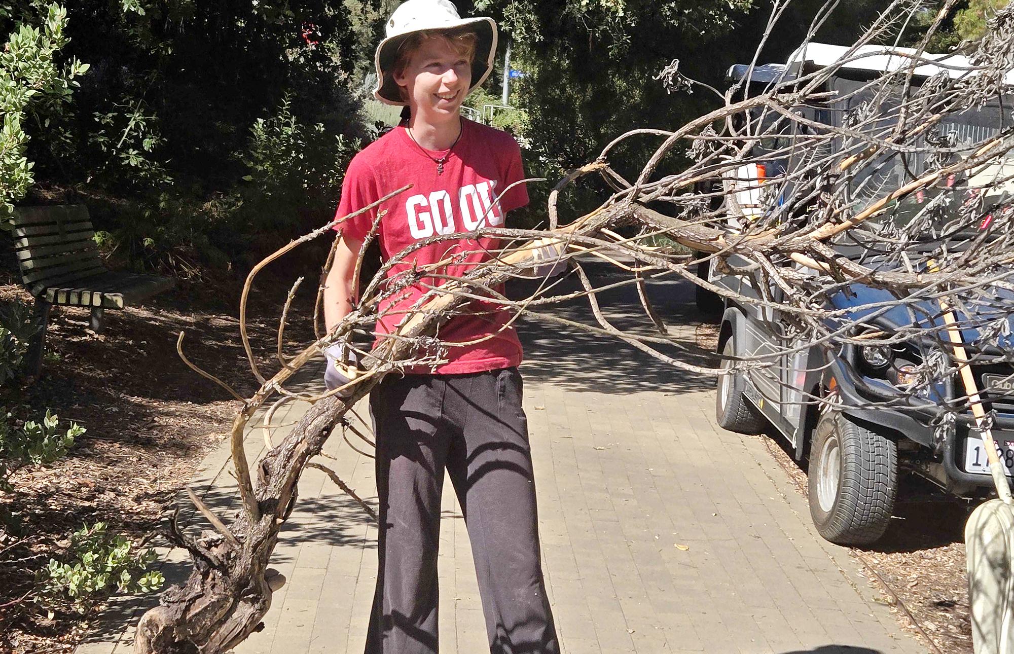 Student carrying a large dry tree branch that's nearly as big as they are.