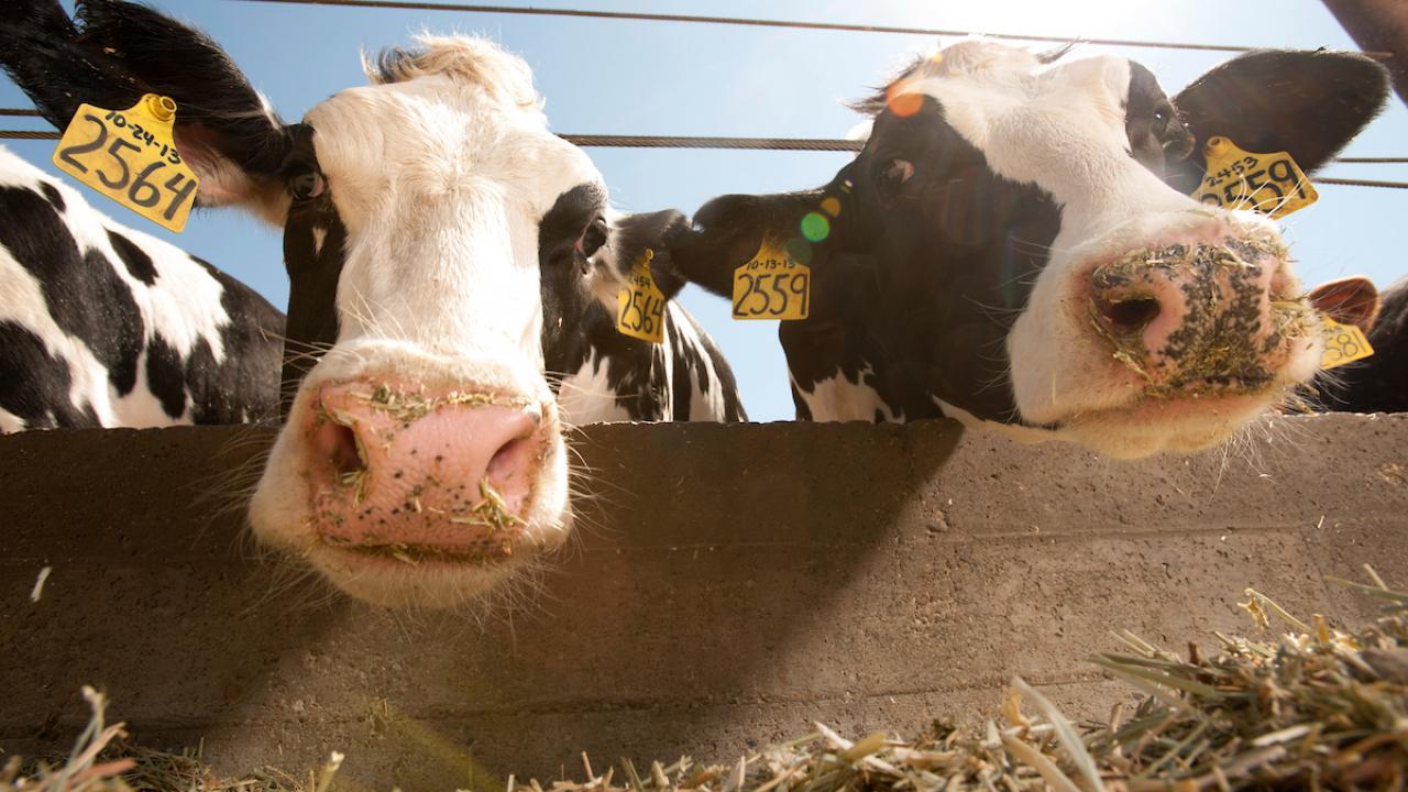 Tripped power breakers are no longer an issue for these UC Davis Dairy Barn regulars. Image of cows at the UC Davis Dairy Barn