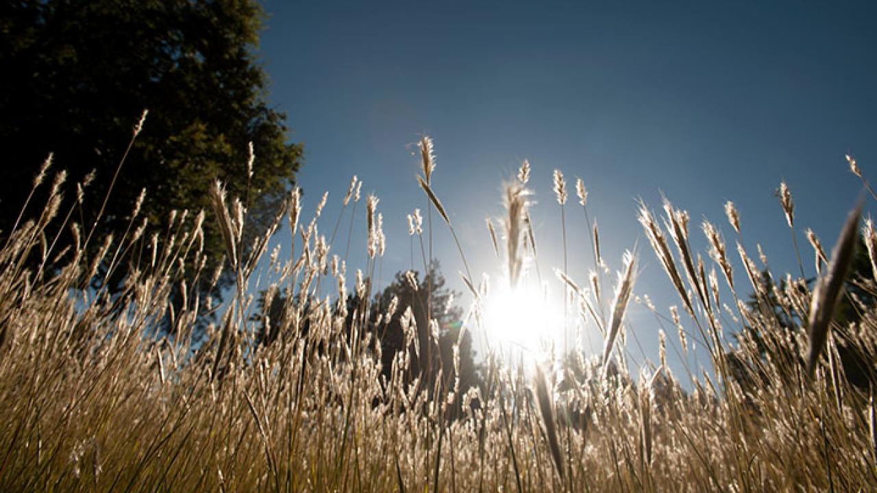 Decorative photo of wheat at UC Davis.