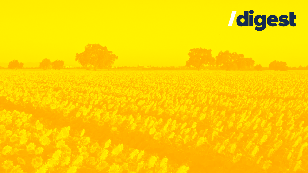 Field of sunflowers