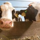 Image of cows at the UC Davis Dairy Barn