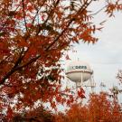 autumn leaves frame the UC Davis water tower with cloudy skies